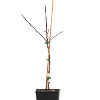 Rotfleischiger Apfel Redlove� Jedermann's