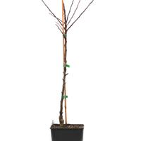 Apfel Paradis� Myra�