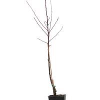 Apfelbaum 'Sternapi'