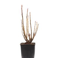 Cassissima� Nimue�
