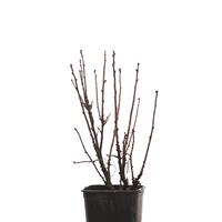 Lowberry� Rote Johannisbeere 'Ribiseli Rotelli'�