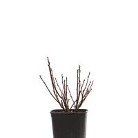 Johannisbeere 'Rosa Sport'�