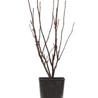 Rote Johannisbeere Ribest� Decorette�
