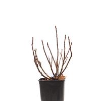 Johannisbeere Ribest� Glasperle�