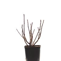 Rote Johannisbeere Ribest� 'Lisette'�