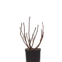 Rote Johannisbeere Ribest� Sonette�