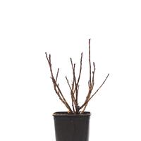 Rote Johannisbeere Ribest� 'Susette'�