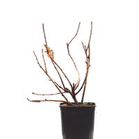 Jostabeere Jofruity� (Confi�Beere)
