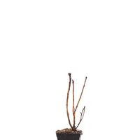 Rote Johannisbeere Ribest� 'Lisette'�