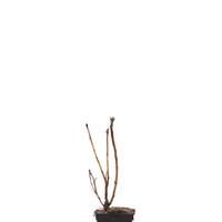 Cassissima� Blackbells�