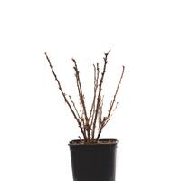 Stachelbeere Crispa� Goldling�