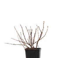 Stachelbeere Crispa� Solemio�