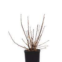 Stachelbeere Easycrisp� Mr. Green� (fast) dornenlos