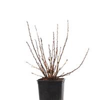 Stachelbeere Easycrisp� Madame Sanssouci (fast) dornenlos