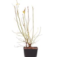 Heidelbeere Blautropf�