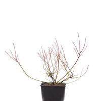 Lowberry� Heidelbeere Little Blue Wonder