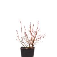 Heidelbeere 'Hortblue Petite'