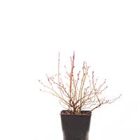 Heidelbeere 'Cabernet Splash'