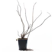 Gartenholunder Howunder� 'Ranch'