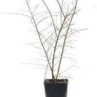 Goji 'Sweet Success'�