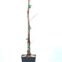 Sommerkiwi Vitakola�