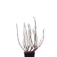 Honigbeere, Erstbeere� 'Aurora'