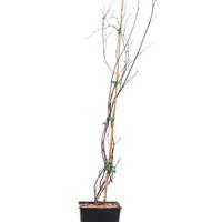 Minikiwi 'Vitikiwi'�