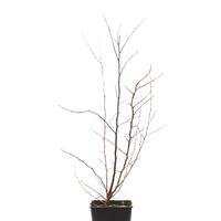 Pointilla� Amoroso�