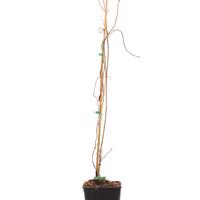 Minikiwi 'Maskulino'