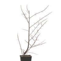 Sanddorn Garden's Gift