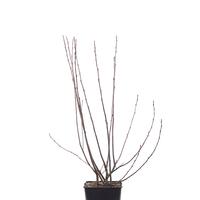 Zwerg-Aronia Lowberry� Aronia 'Little Helpers'
