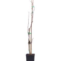 Schlaraffentraube 'Seyval blanc'