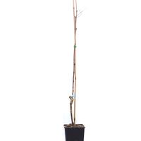 Schlaraffentraube 'Muscat bleu'