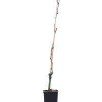 Schlaraffentraube 'Grosso Arkadia'