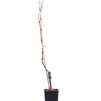Schlaraffentraube 'Grosso Frumosa'