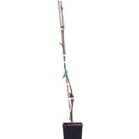 Schlaraffentraube 'Buffalo Blue'