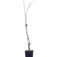 Schlaraffentraube 'White Sky'