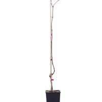 Schlaraffentraube 'Michurinsky'