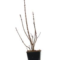 Flieder, Edelflieder Pr�sident Grevy