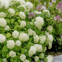 Hortensia 'Annabelle'