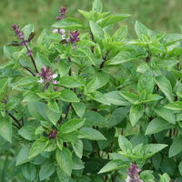 Basilic arbustif