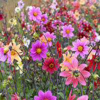 Dahlias mellif�res