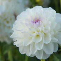 Dahlias balles