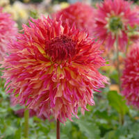 Dahlia fimbriata