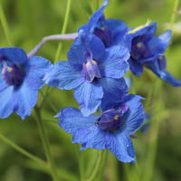 Pied d'alouette - Delphinium