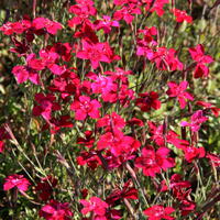Oeillets - Dianthus