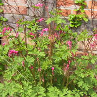 C½ur de Marie - Dicentra 