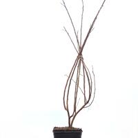 Duftender Essigbaum 'Grow Low'