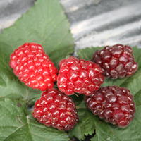 Ronce fruiti&egrave;re 'Easy Tay'