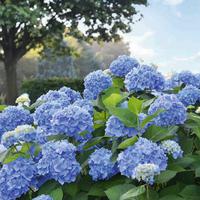 Hortensia Endless Summer�